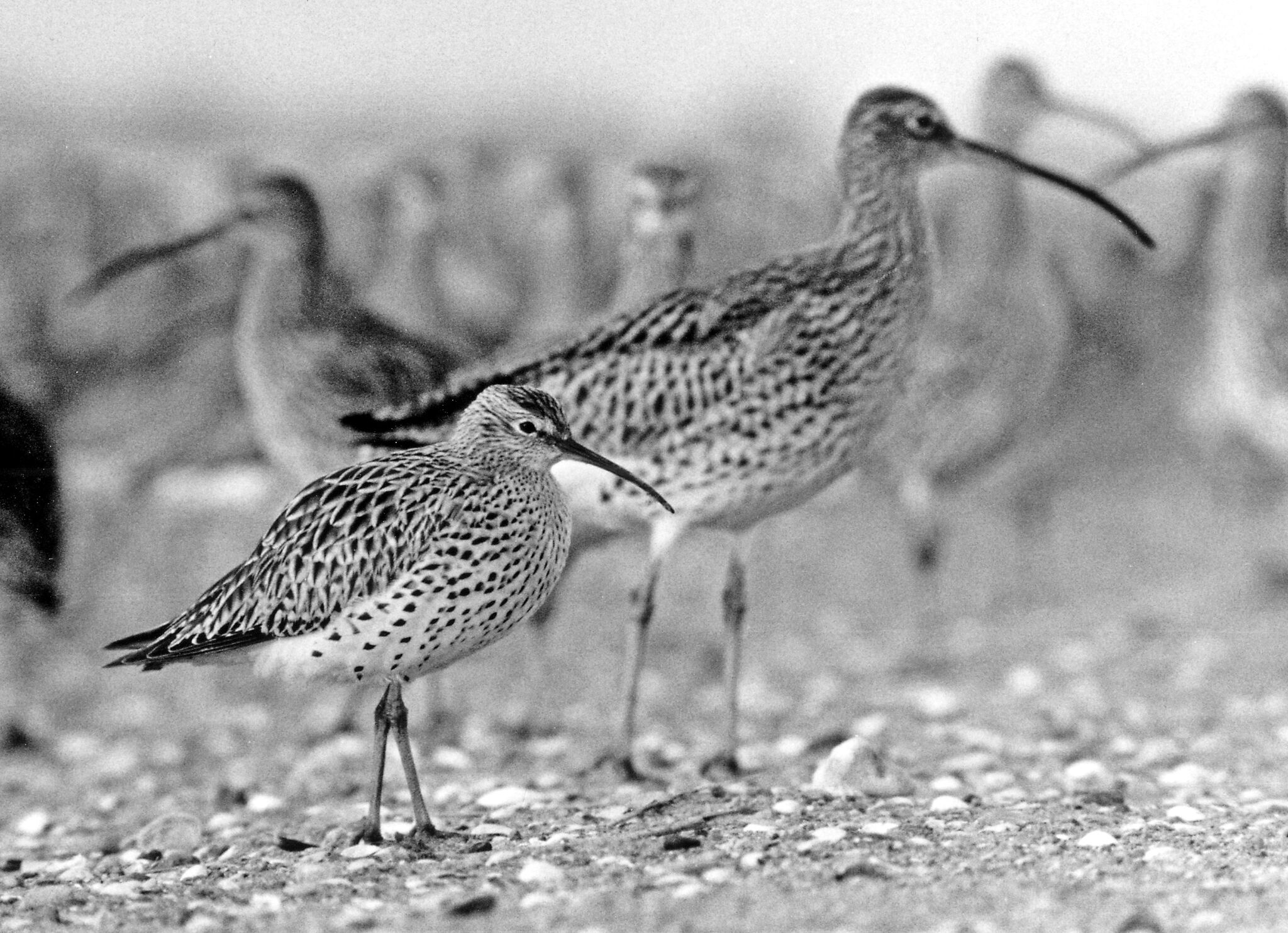 Première extinction d’une espèce continentale d’oiseau en Europe